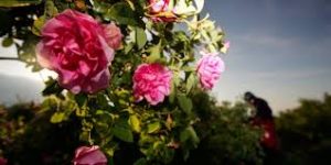 bulgarian rose for beauty