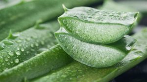 Aloe vera as facial oils