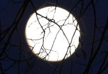 Get Ready To Witness The Pink Moon In All Its Glory