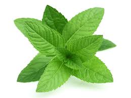mint for bad breath