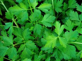 health benefits of parsley