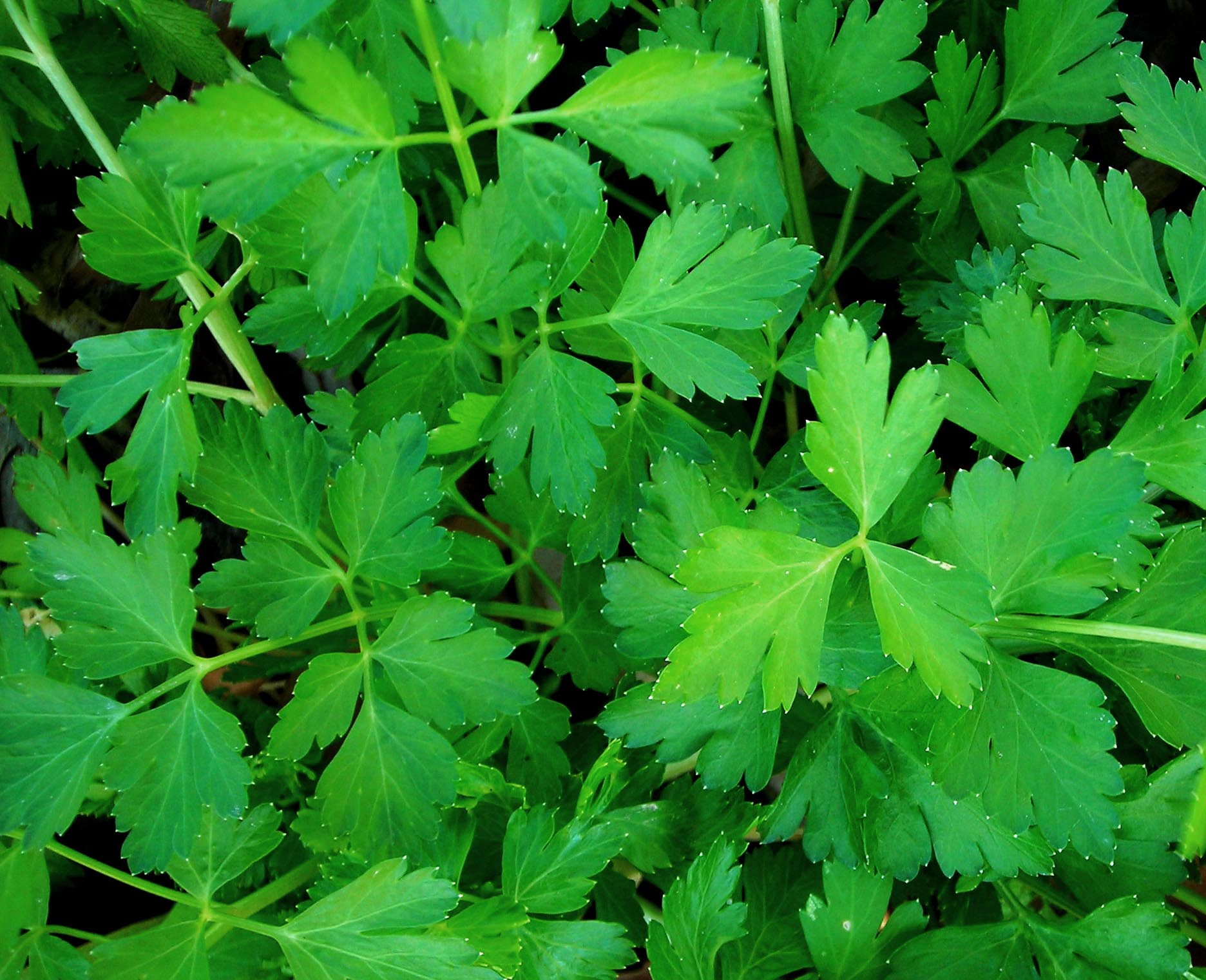 health benefits of parsley